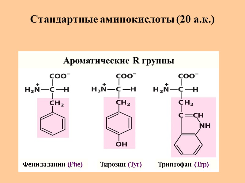 Стандартные аминокислоты (20 а.к.) Фенилаланин (Phe) Тирозин (Tyr) Триптофан (Trp) Ароматические R группы